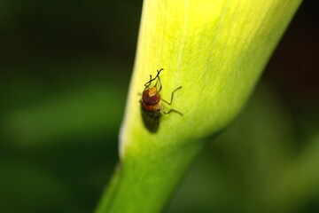 Brown beetle on a leaf in Cotacachi, Ecuador