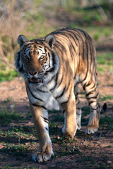 large powerful majestic, rare striped tiger.