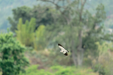 river lapwing in flight
