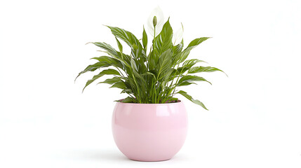 A small pink flower pot with a white flower in it