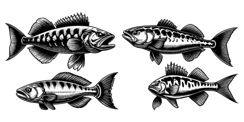 Fototapeta premium et of predator fish, bassfish lineart isolated on white