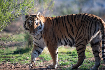 large powerful majestic, rare striped tiger.