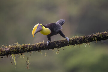 Keel-billed Toucan - Ramphastos sulfuratus, large colorful toucan from Costa Rica forest with very colored beak.