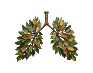 Leaves and branches look like lungs isolated on white background png