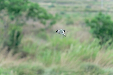 river lapwing in flight