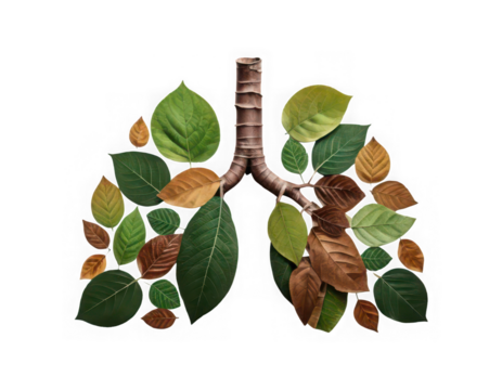 Leaves shaped like lungs isolated on white background png