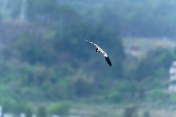 river lapwing in flight