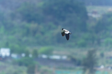 river lapwing in flight