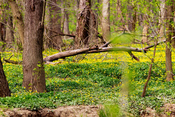 Lesser Celadine Seen From the Bluebell Trail, Three Creeks Metro Park, Columbus, Ohio