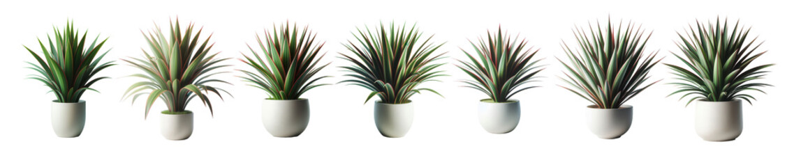 Fototapeta premium Diverse spiky potted plants in row