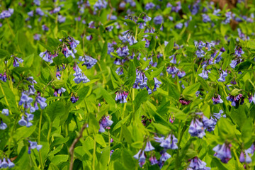 Bluebell Trail, Three Creeks Metro Park, Columbus, Ohio