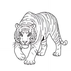 Fototapeta premium Tiger illustration walking forward black and white line art