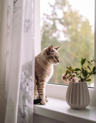 かわいい子猫の記念撮影、美しい写真
