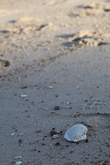 Single seashell rests on sandy beach, surrounded by small pebbles and grains of sand, creating serene coastal scene. soft focus in background adds depth to tranquil setting