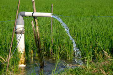 Irrigation of rice fields using pump wells with the technique of pumping water from the ground to...