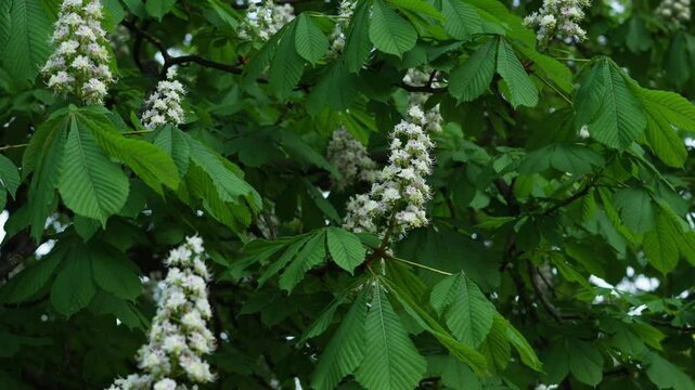 Detailed close-up of Aesculus Turbinata tree flowers blooming among fresh green leaves, filmed during springtime in a peaceful park s.etting. Japanese Horse-Chestnut (Tochinoki Or Tochi)