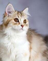 Obraz premium かわいい子猫の記念写真