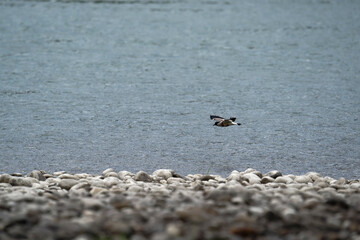 river lapwing in flight