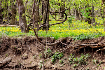 Lesser Celadine Seen From the Bluebell Trail, Three Creeks Metro Park, Columbus, Ohio