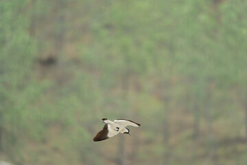 river lapwing in flight