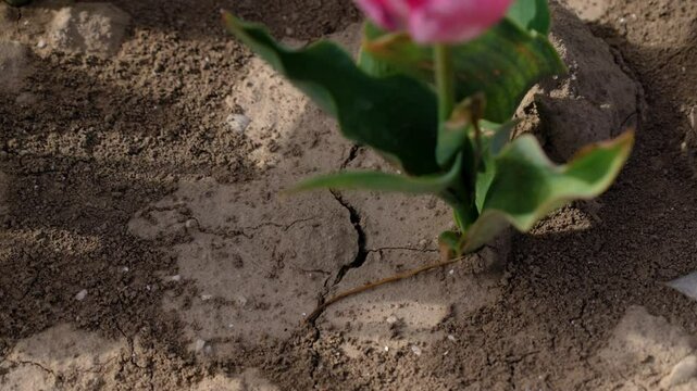 Close-up of the dry, arid earth with a crack, then the camera gradually rises to reveal several beautiful pink tulips with fringes.