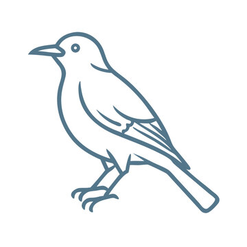 Clark's Nutcracker Bird Line Art Illustration