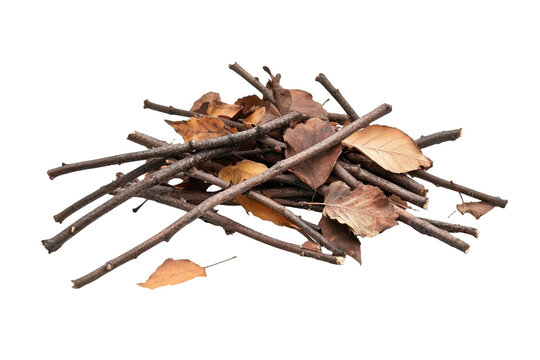 Close-up view of a pile of twigs and dried leaves. The fallen branches and leaves are arranged in a casual heap.