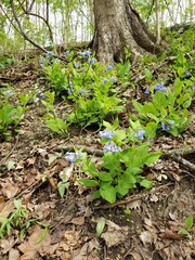 Bluebell Trail, Three Creeks Metro Park, Columbus, Ohio