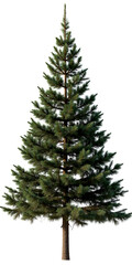 Evergreen Tree PNG, Full Shot, Transparent Background, Pine Needles.