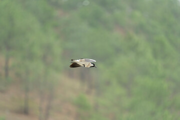 river lapwing in flight