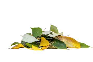 Close-up of a collection of autumn leaves in various stages of color change, displayed against a dark background.