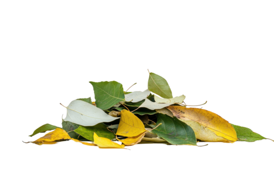 Close-up of a collection of autumn leaves in various stages of color change, displayed against a dark background.