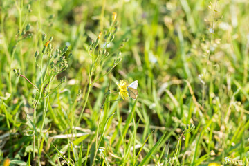노란 민들레꽃에 앉은 하얀나비