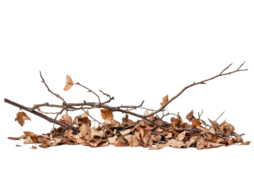Close-up view of a cluster of fallen, dried leaves and twigs, arranged in a horizontal composition against a dark background.