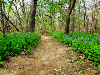 Bluebell Trail, Three Creeks Metro Park, Columbus, Ohio