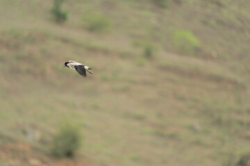 river lapwing in flight
