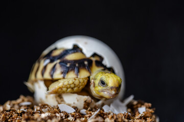 Baby Burmese star tortoise hatching
