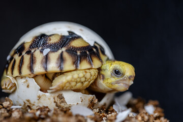 Baby Burmese star tortoise hatching