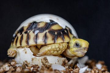 Baby Burmese star tortoise hatching