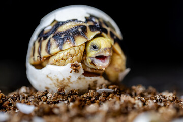 Baby Burmese star tortoise hatching
