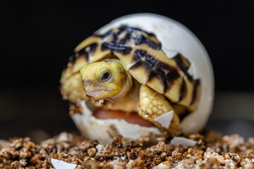 Baby Burmese star tortoise hatching