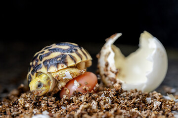 Baby Burmese star tortoise hatching