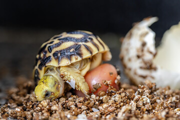 Baby Burmese star tortoise hatching