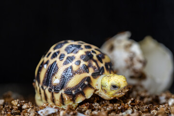 Baby Burmese star tortoise hatching