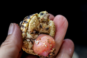Baby Burmese star tortoise hatching