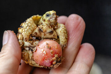 Baby Burmese star tortoise hatching