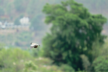 river lapwing in flight
