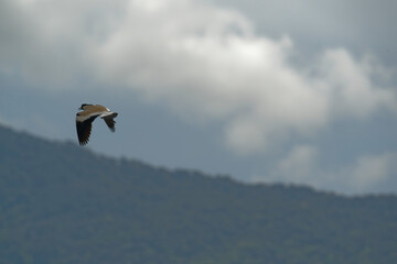 river lapwing in flight