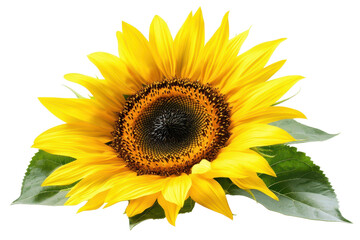 Obraz premium Single, radiant sunflower with vibrant yellow petals and a dark center against a simple black backdrop, showcasing the flower's detailed texture and color.