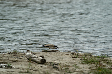 river lapwing in flight